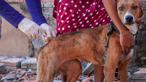 Iniciada no final de abril, a campanha neste ano tem a meta de vacinar aproximadamente 34 mil cães e gatos