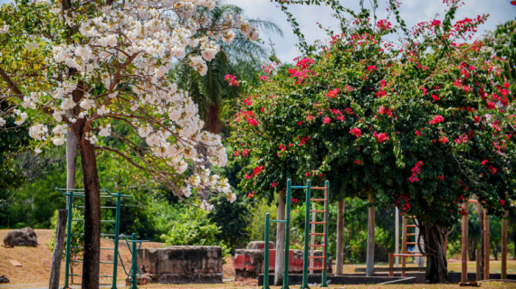 Florada dos ipês colore o Parque Cimba e transforma o espaço em um dos principais cartões-postais de Araguaína.