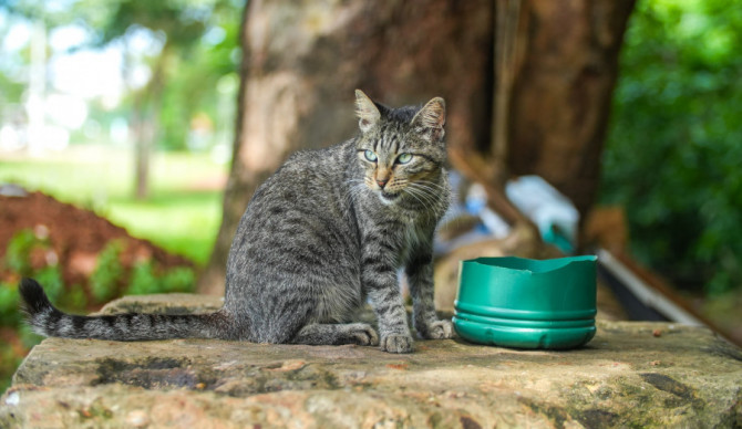 A SEDEMAT alerta que a venda e o uso do chamado chumbinho são ilegais e configuram crime no Brasil.