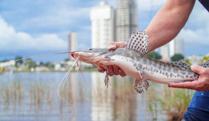 A ação, organizada pela Secretaria Municipal do Meio Ambiente, faz parte do Projeto Lago Vivo, que está recuperando a fauna de peixes e reintroduzindo espécies nativas extintas do Lago Azul