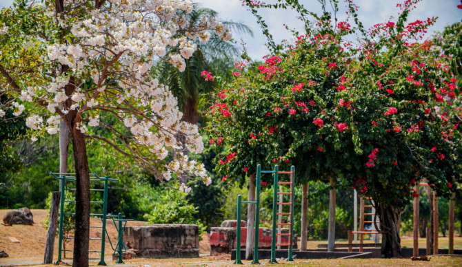 Florada dos ipês colore o Parque Cimba e transforma o espaço em um dos principais cartões-postais de Araguaína.