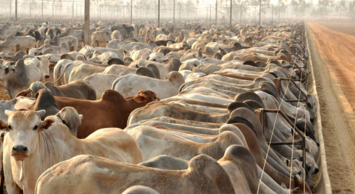 Em 1989, o rebanho de bovídeos (bovinos e bubalinos) era de 4,2 milhões de cabeças; atualmente é de aproximadamente 8,5 milhões.  Foto: Juliano Ribeiro/Gov. TO