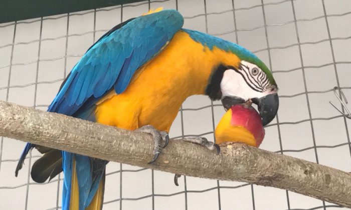 Arara canindé se alimentando no Cefau - Foto:  Naturatins