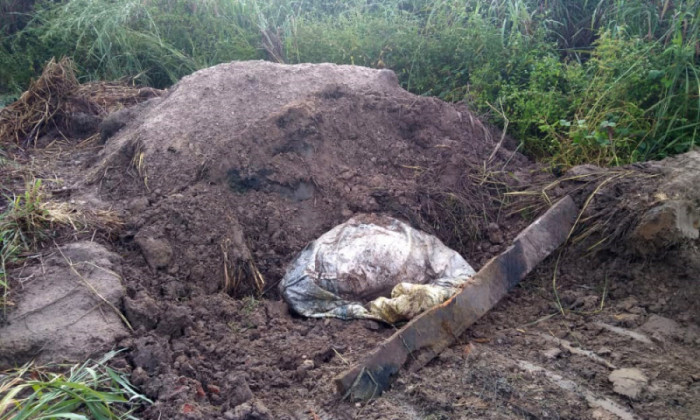 Local onde estavam sendo enterrados os restos mortais dos animais abatidos