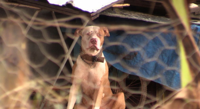 Após os ataques, pitbull procurou abrigo numa casa. Foto: AN