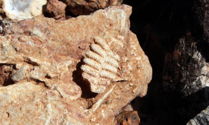 Folha fossilizada encontrada no Monaf. Foto: Carlos Eller/Gov. TO