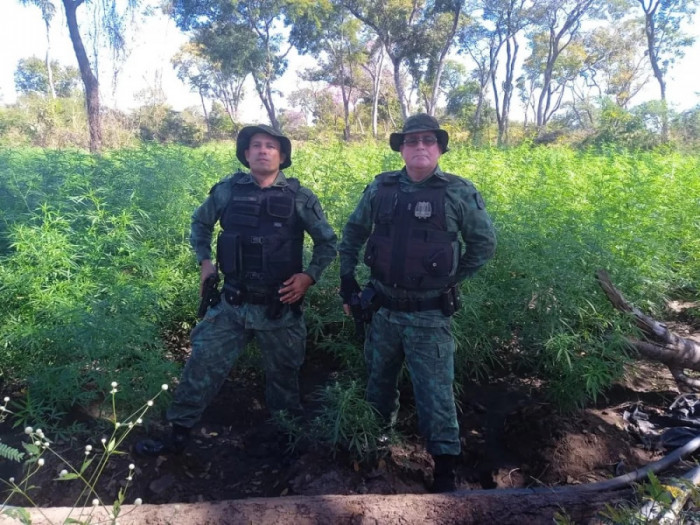 Policiais militares encontraram plantio de Cannabis Sativa após denúncia anônima