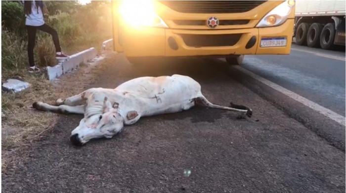 Novilha acabou morrendo após ser atingida por ônibus que vinha sentido contrário. Foto: AN