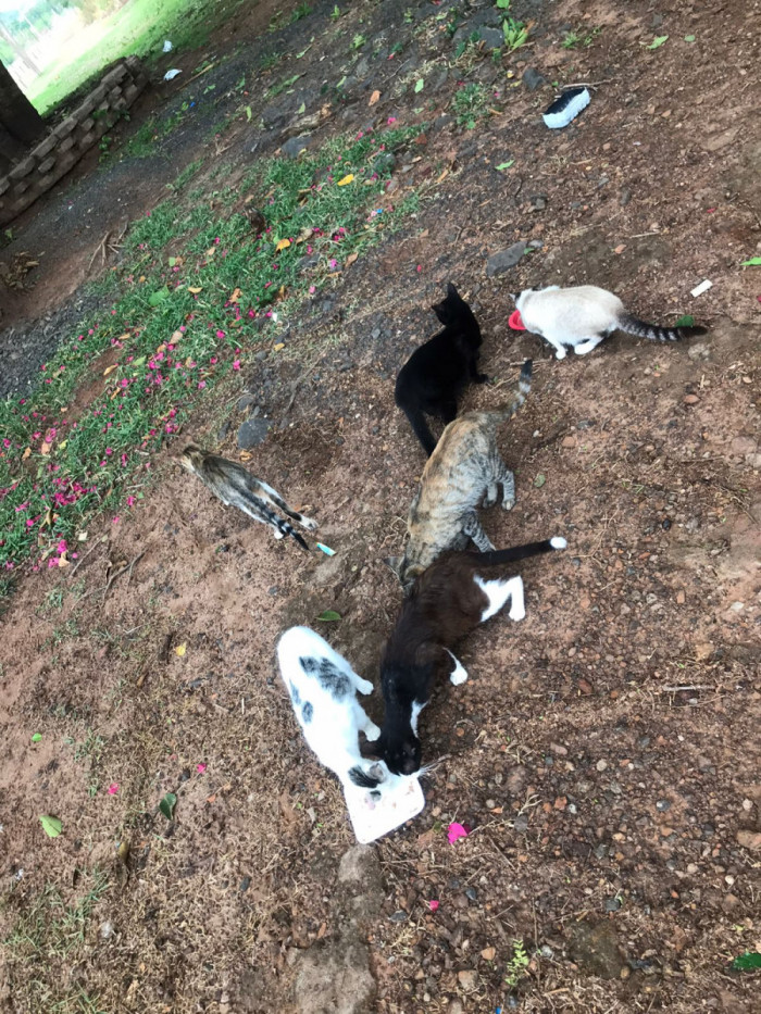 Gatinhos são abandonados no Parque Cimba. 