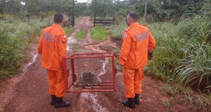Durante o ano, centenas de animais foram resgatados pelos bombeiros militares no Tocantins