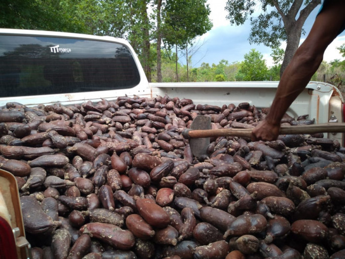 O jatobá é um fruto de casca dura, cheiro forte e com propriedades benéficas para a saúde