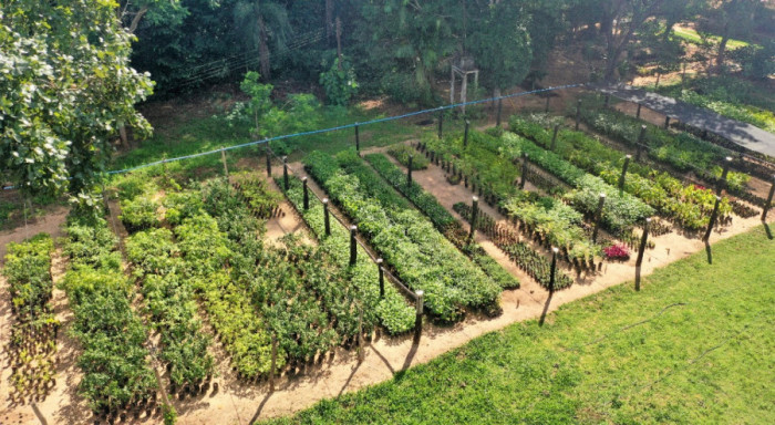 No local, são cultivadas 50 mil mudas por ano que estão sendo utilizadas na arborização
