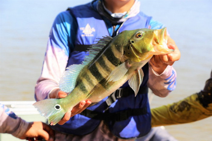 Para cada exemplar pescado no Rio Araguaia, era preciso retornar ao ponto de apoio com o peixe vivo. Foto: Marcos Sandes/Secom Araguaína