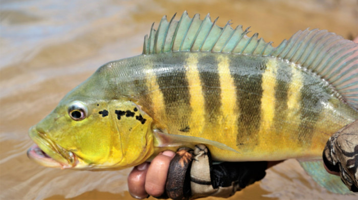 Após as medições, o peixe vivo era solto no rio Rio Araguaia. Foto: Marcos Sandes/Secom Araguaína