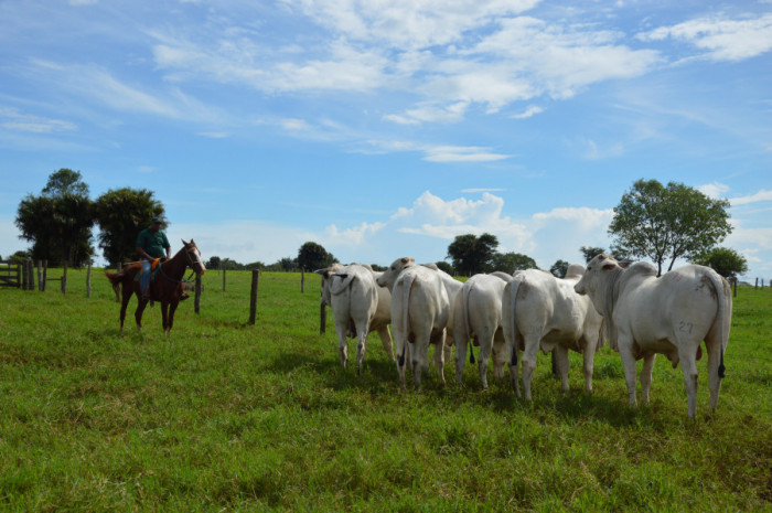 Em 2022, Ministério da Agricultura anunciou que os estados do Tocantins, Goiás, Minas Gerais, Mato Grosso, Mato Grosso do Sul, Espírito Santo e Distrito Federal foram liberados da vacinação obrigatória contra a febre aftosa.