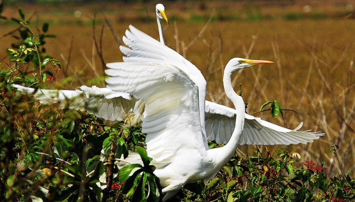  Fauna Ilha do Bananal - Formoso do Araguaia.
