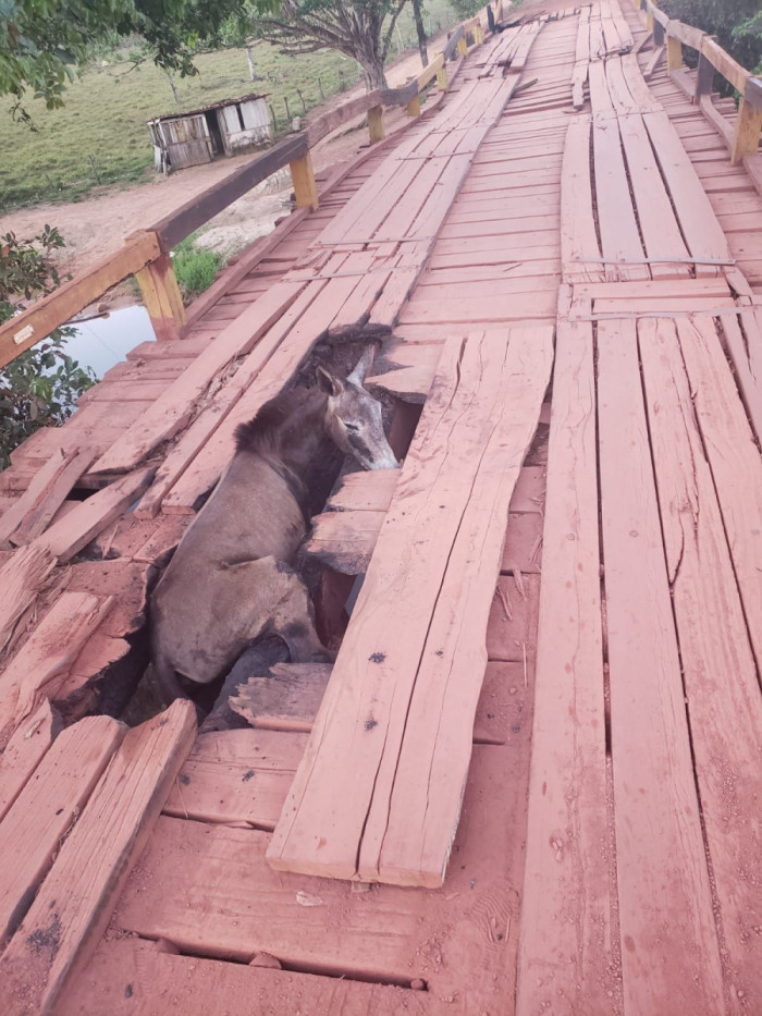 Animal passou horas preso em buraco na ponte. 