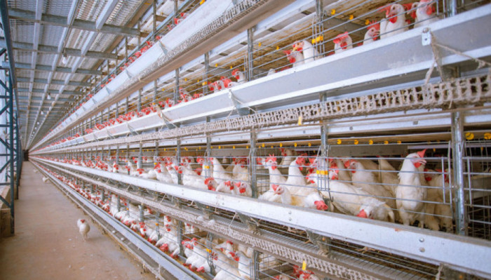 Granja possui 2,2 milhões de aves alojadas, conta com uma produção diária de 2.016.000 ovos, equivalente a 5.600 caixas por dia.