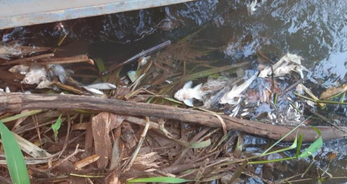 Peixes mortos nas margens do Rio Lontra em Araguaína. 