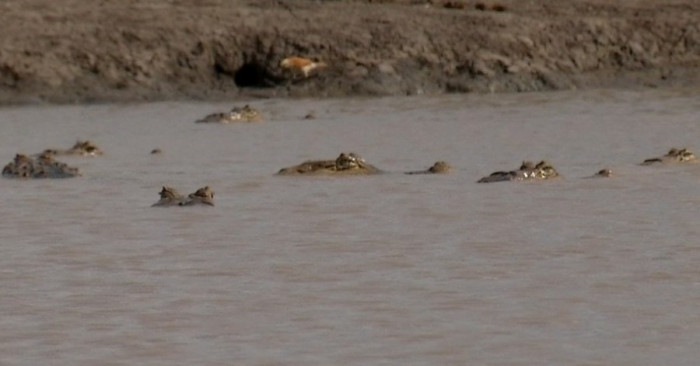 Jacarés se abrigaram em lagoa para fugir da seca (Foto: Reprodução TV Anhanguera)