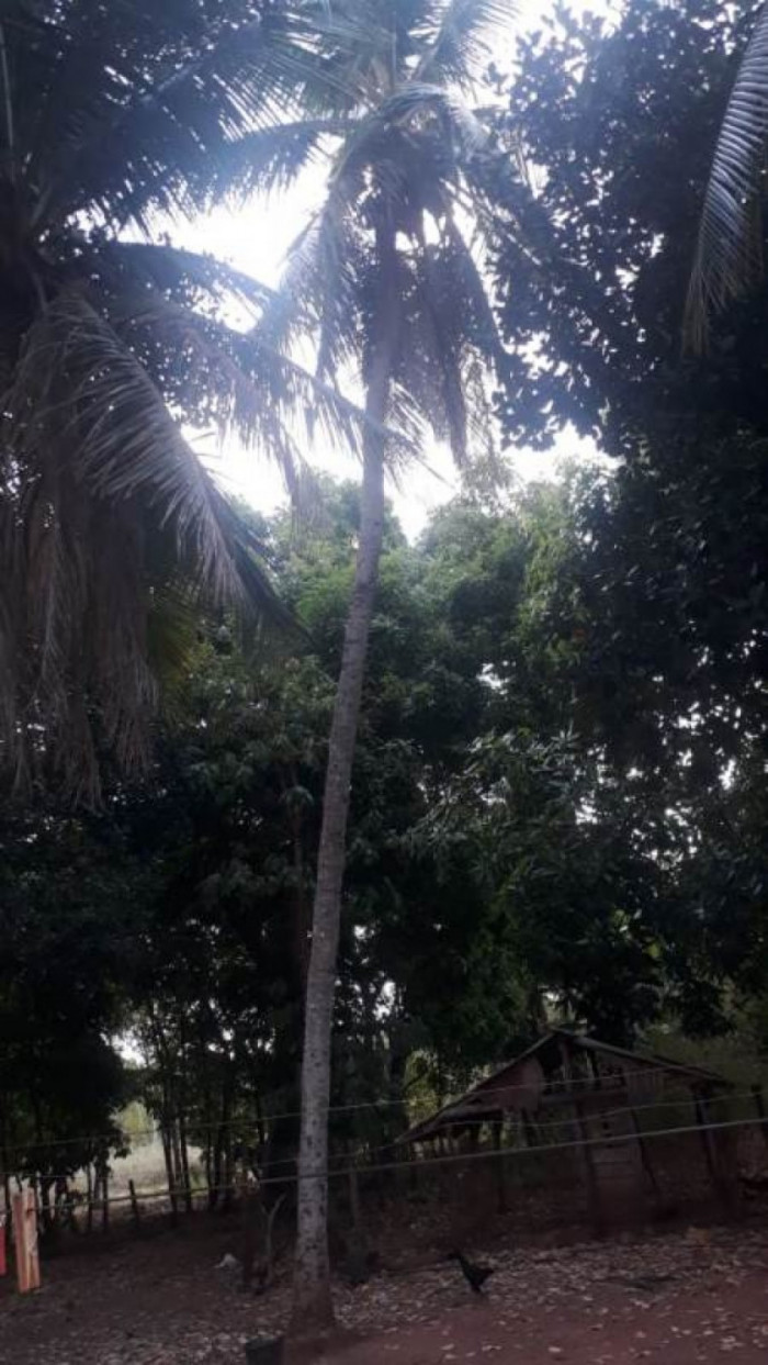 Jovem caiu do coqueiro de 15 metros de altura 