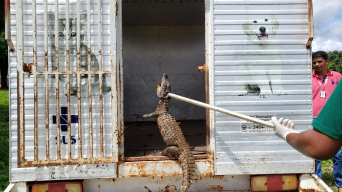 Animal foi resgatado e solto em reserva perto de Guaraí.