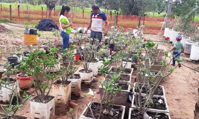Em Colinas, Valdinei Vergínio desponta na produção de mudas e sementes de Rosas do Deserto